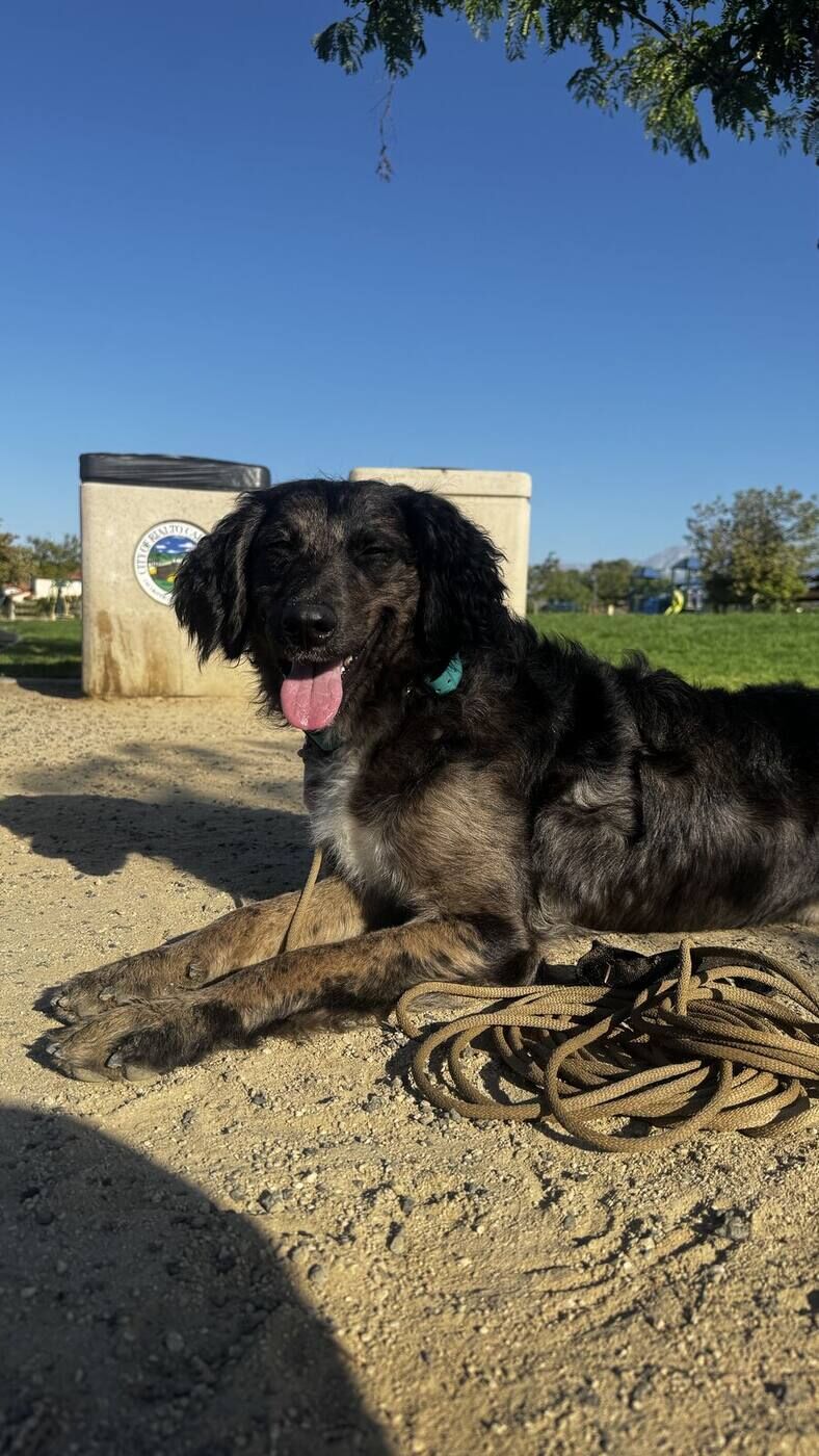 Doodle mix holding a calm down during off-leash training at the park