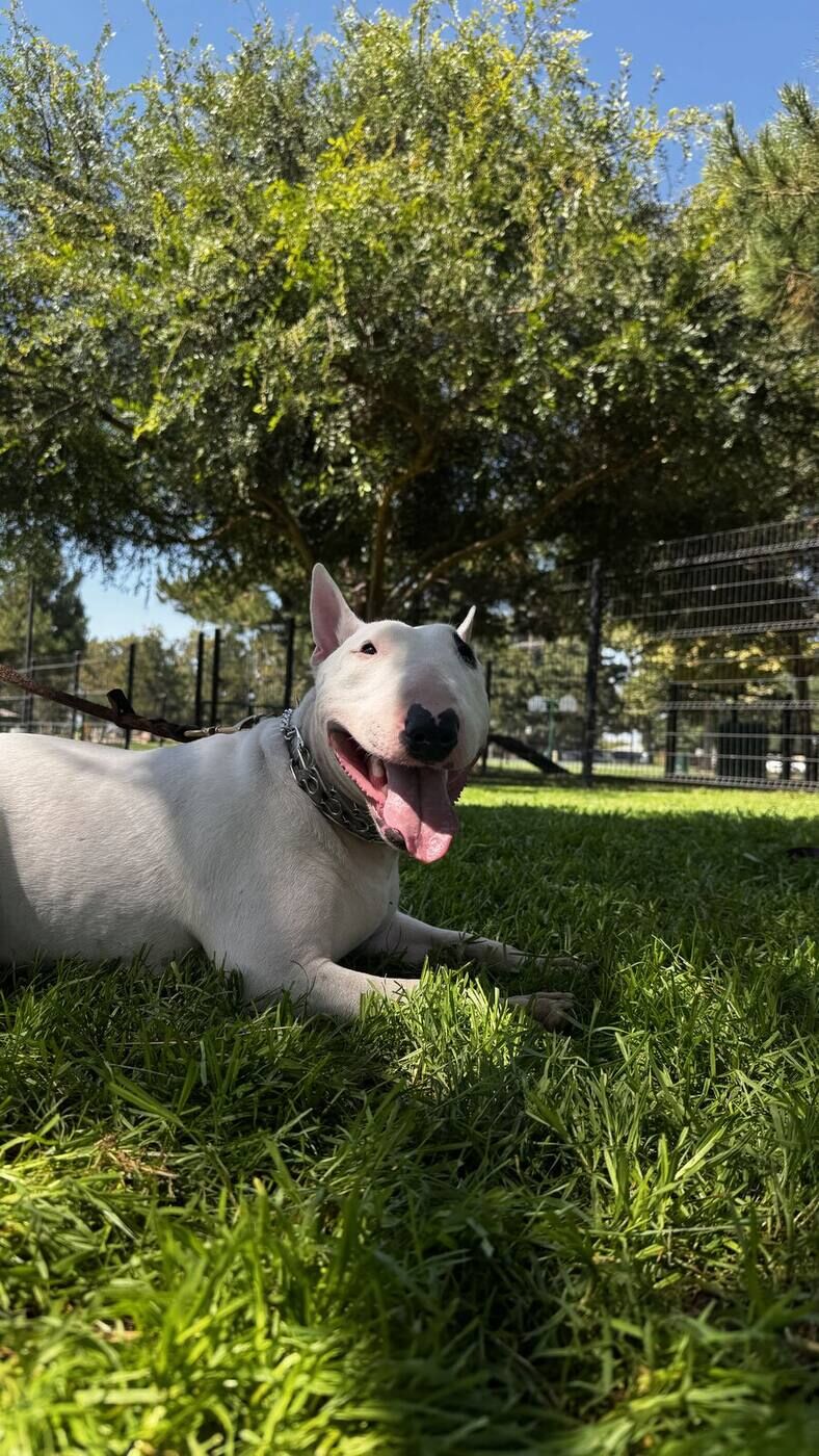 Maybel the Bull Terrier relaxing calmly on grass during a training session