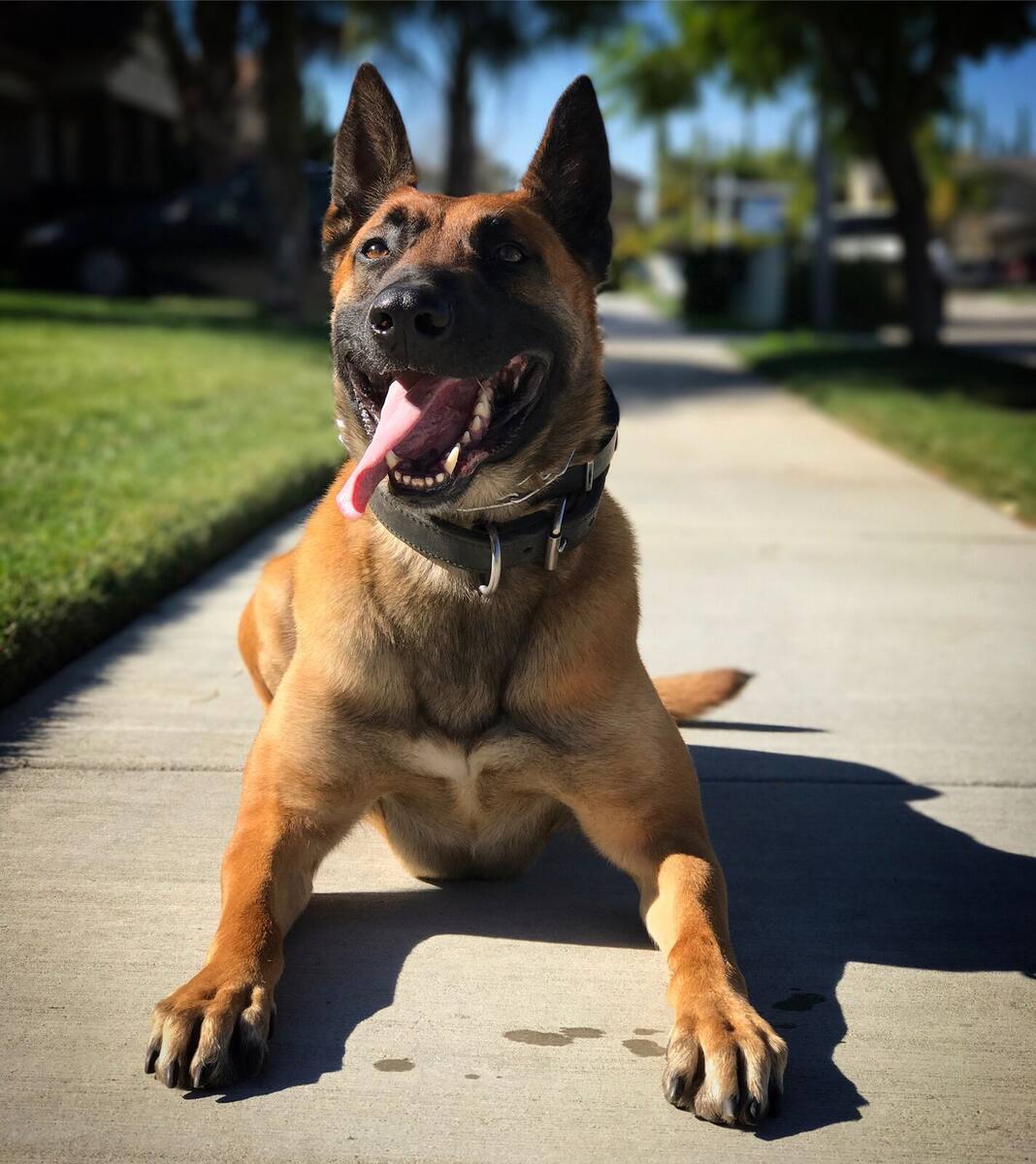 Empire K9 trainer working with a dog