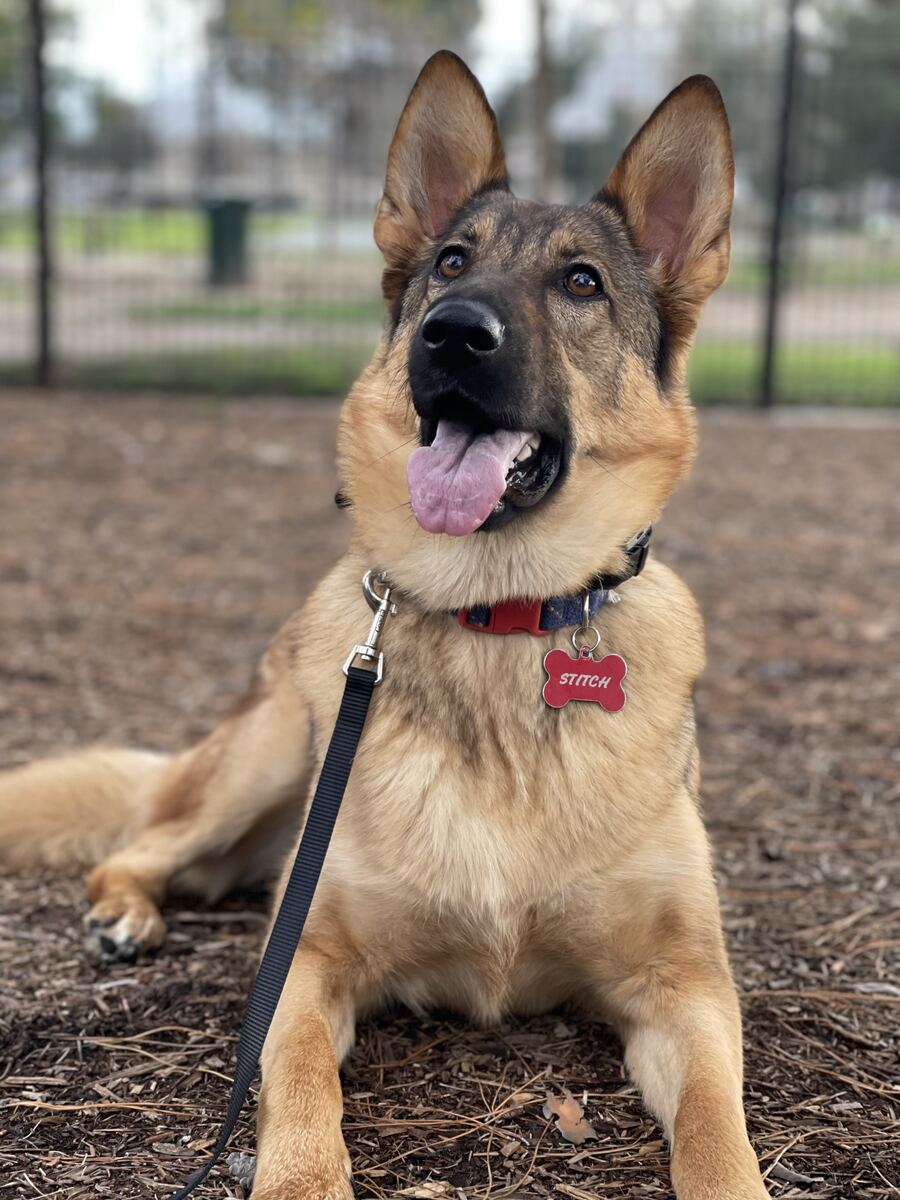 German Shepherd lying down calmly on leash during a training session at a park