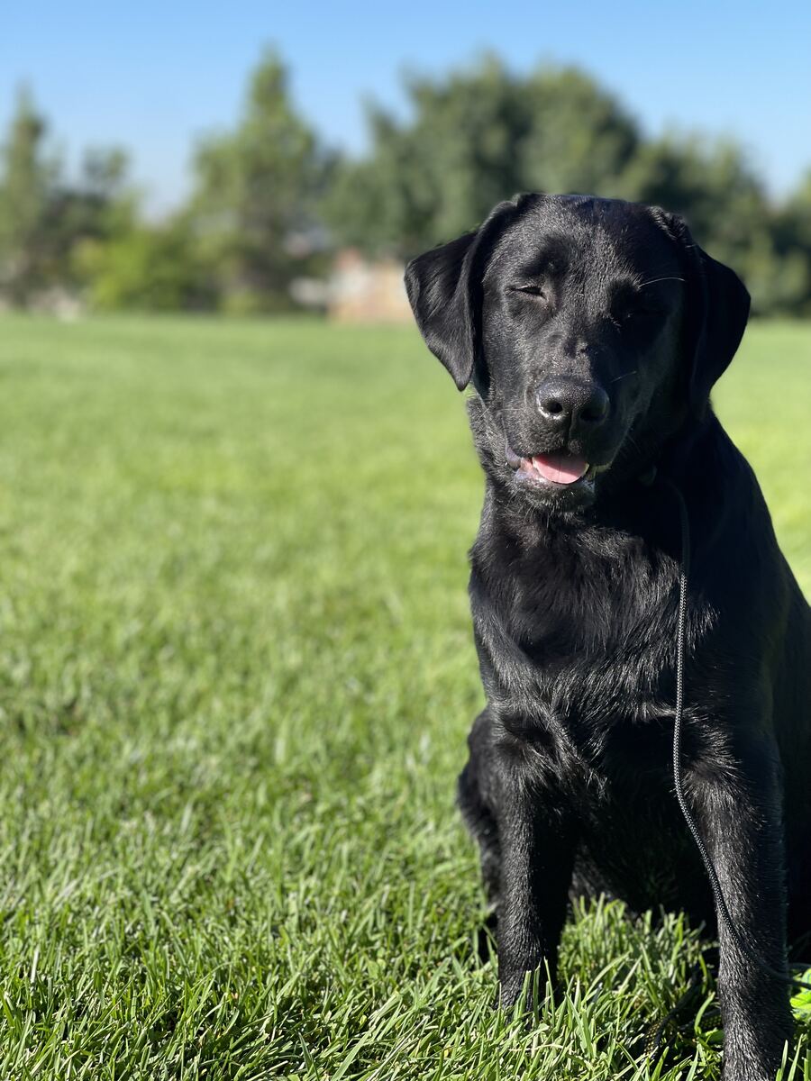 Black Labrador Retriever sitting calmly in the grass during off-leash training
