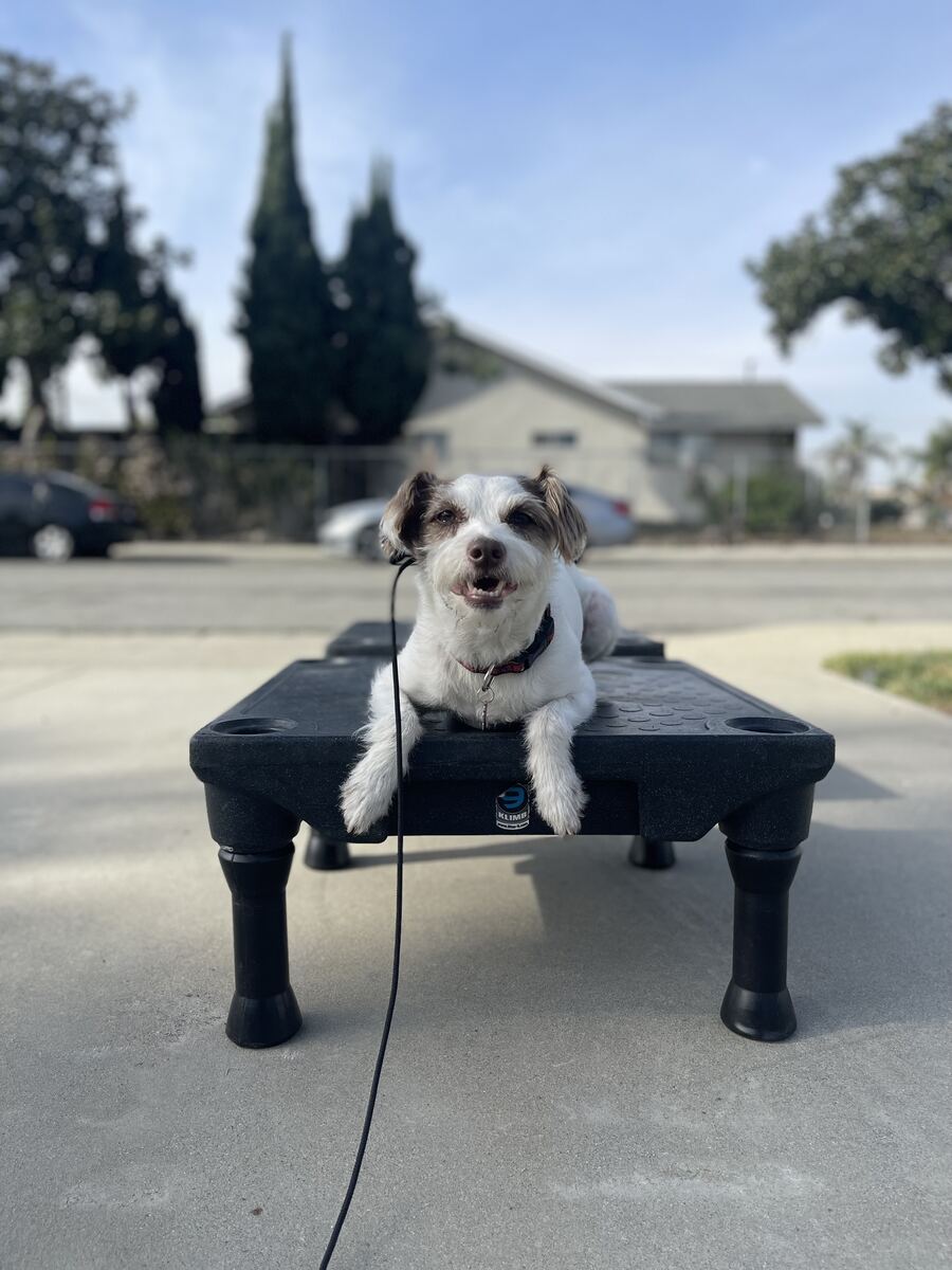 Small terrier mix holding a place command on a training cot outside a client's home