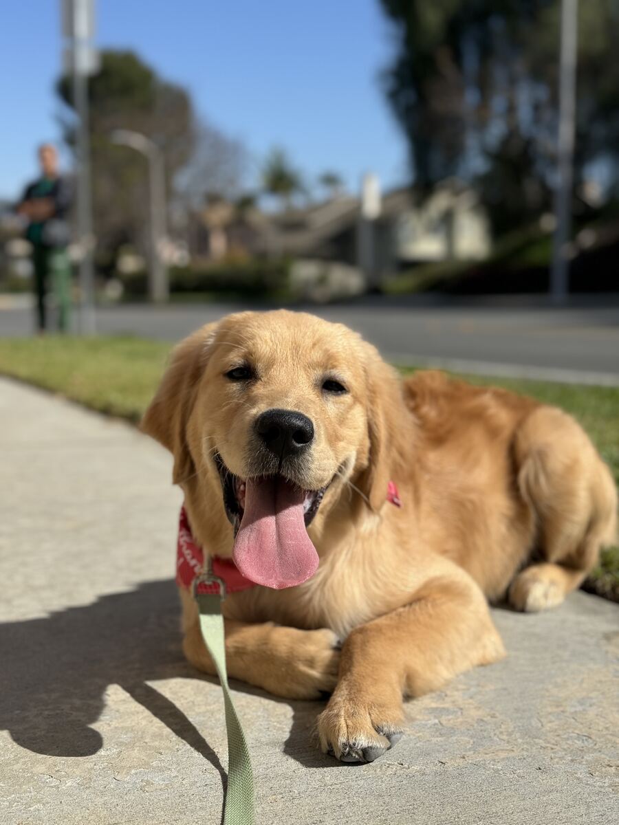 Golden Retriever puppy lying down on a sidewalk during a leash training walk