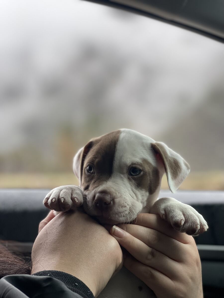 Pitbull puppy being held gently in an owner's hands