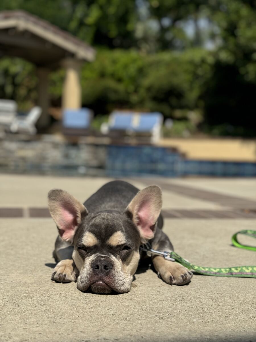 French Bulldog puppy relaxing on the patio during an in-home training session