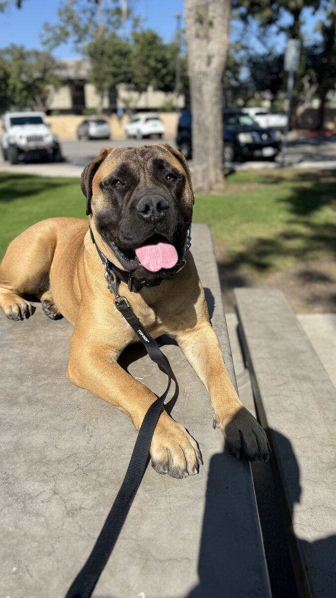 Bullmastiff lying calmly on a park table during a public obedience training session