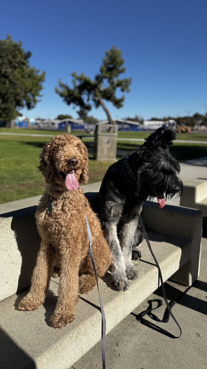 Goldendoodle and Schnauzer sitting side by side on a park bench during training