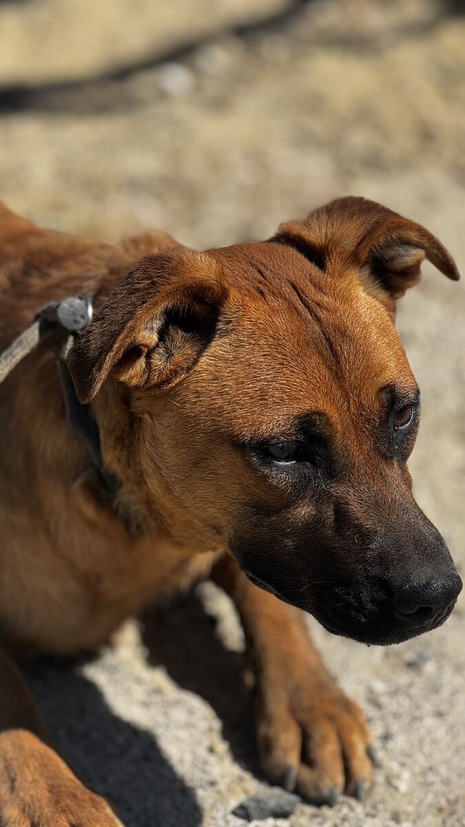 Shepherd mix listening attentively during a training session
