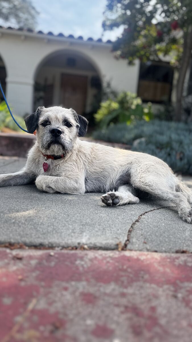 Terrier mix relaxing on the front walkway of a client's home during an in-home training session