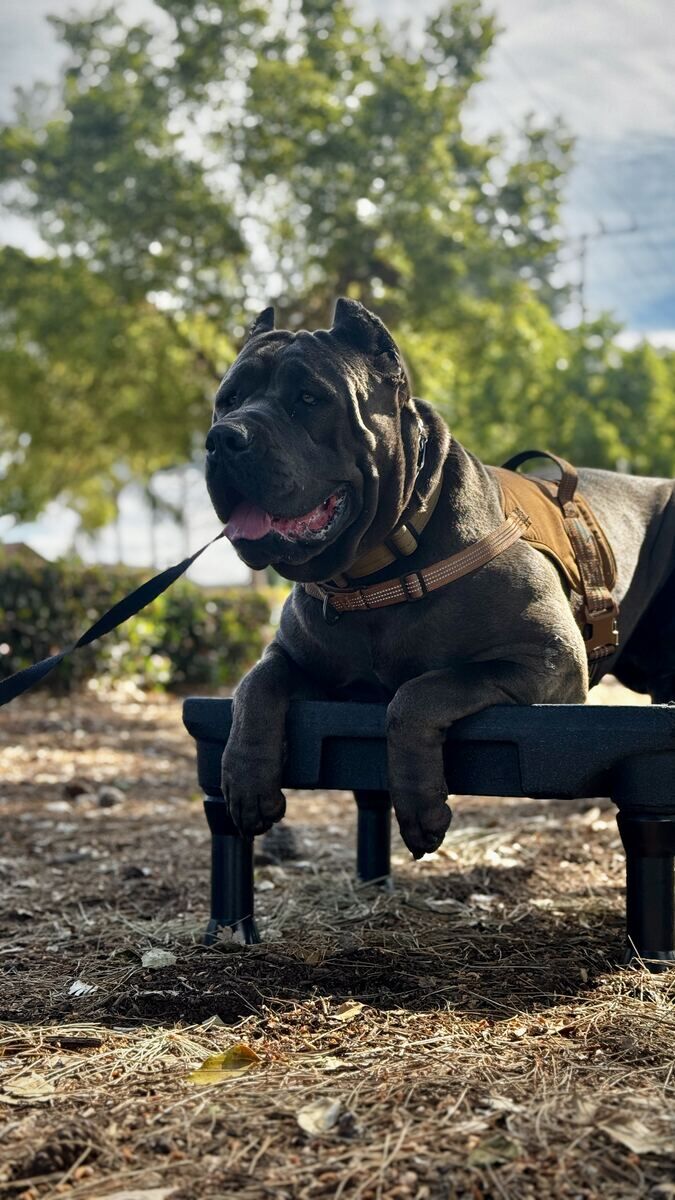 Baloo holding a calm place command on a training cot at the park in Ontario, CA