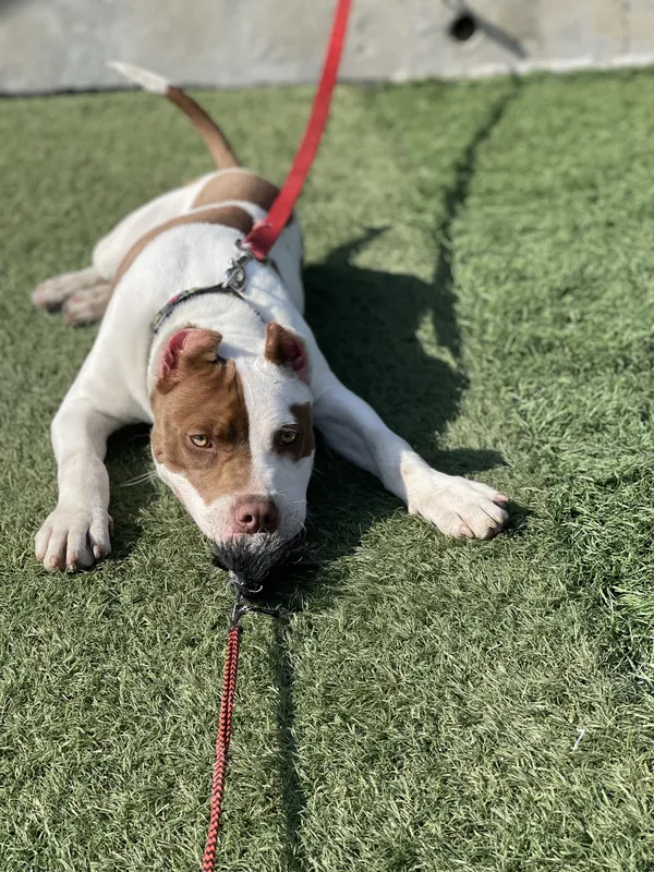Dog holding a calm down on turf during training, featured on Empire K9's Corona dog training page