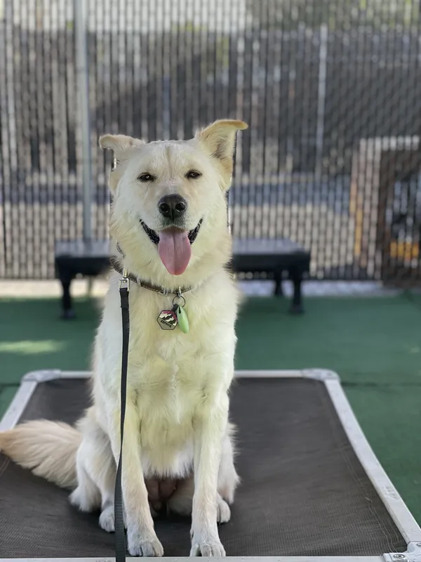 Dog maintaining place on a raised training bed, featured on Empire K9's Eastvale dog training page