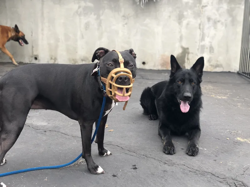Two leashed dogs practicing a calm down in a structured setting, featured on Empire K9's Montclair dog training page