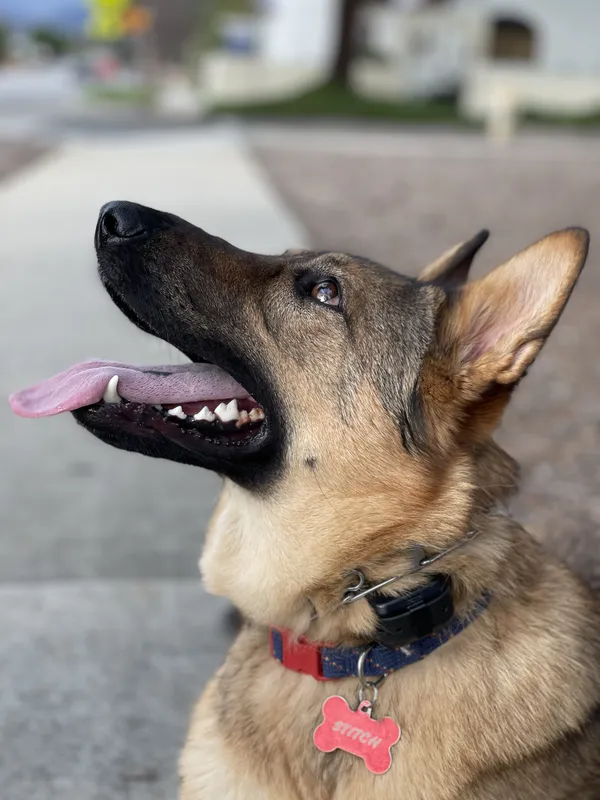 German Shepherd calmly looking up during a training session, featured on Empire K9's Upland dog training page
