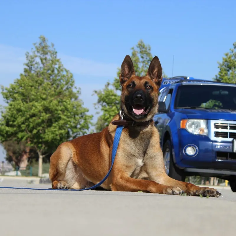 Belgian Malinois holding a relaxed down outdoors, featured on Empire K9's Rancho Cucamonga dog training page