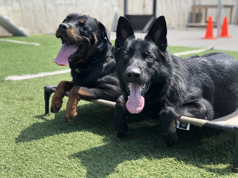 Rottweiler and shepherd calmly resting on raised place beds, featured on Empire K9's Fontana dog training page