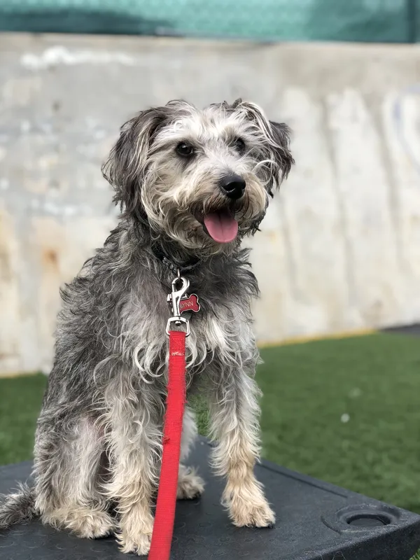 Small dog holding a place position on a raised cot, featured on Empire K9's Chino Hills dog training page