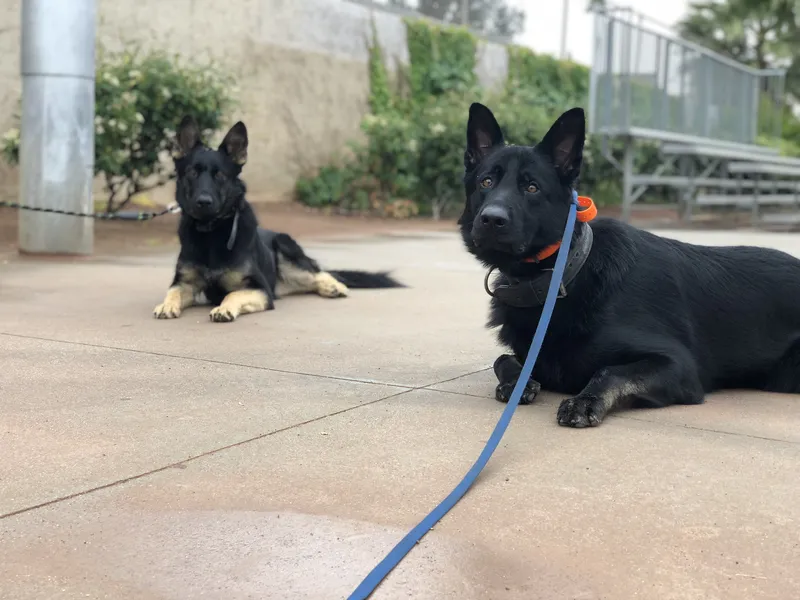 Two black shepherds practicing a down outdoors, featured on Empire K9's Rialto dog training page