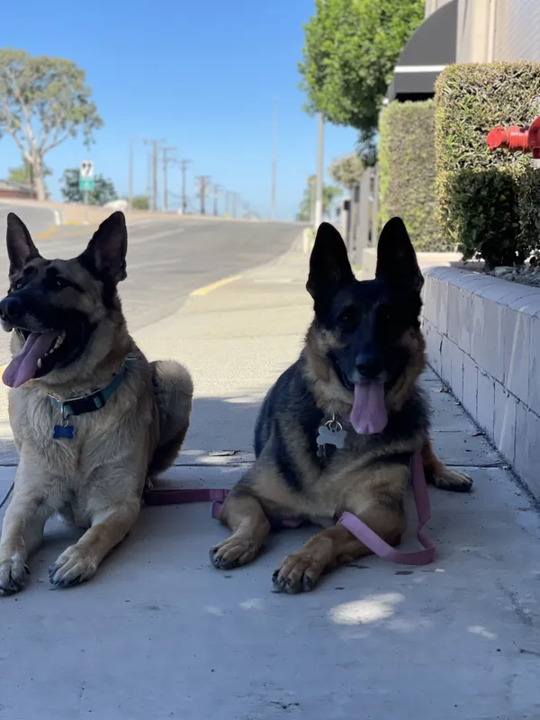 Two German Shepherds resting side by side outdoors, featured on Empire K9's La Verne dog training page