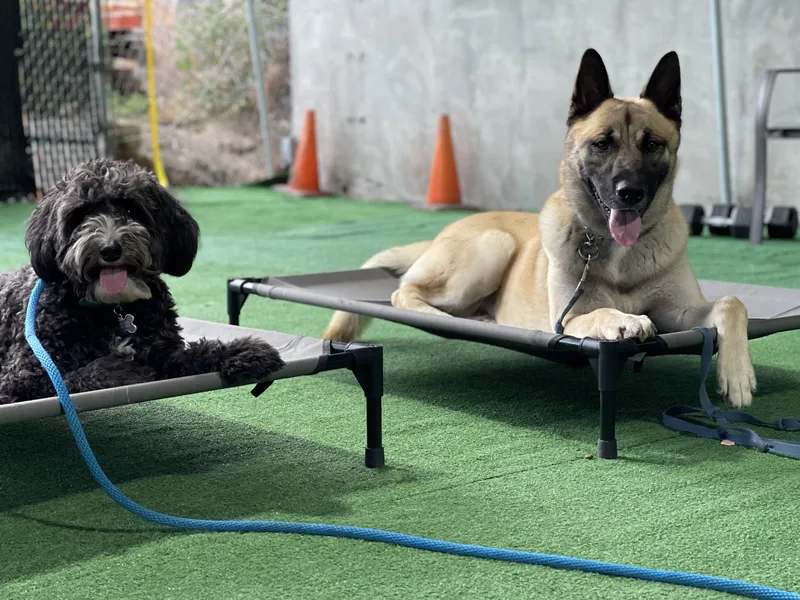 Two dogs holding calm place positions during private training, featured on Empire K9's Ontario dog training page