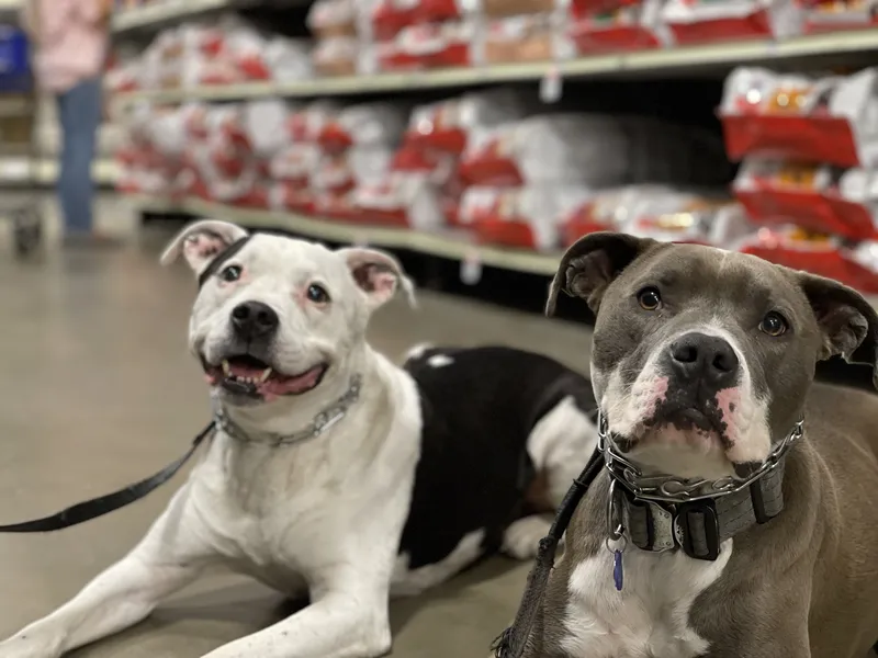 Two dogs remaining calm in a public indoor setting, featured on Empire K9's Chino dog training page