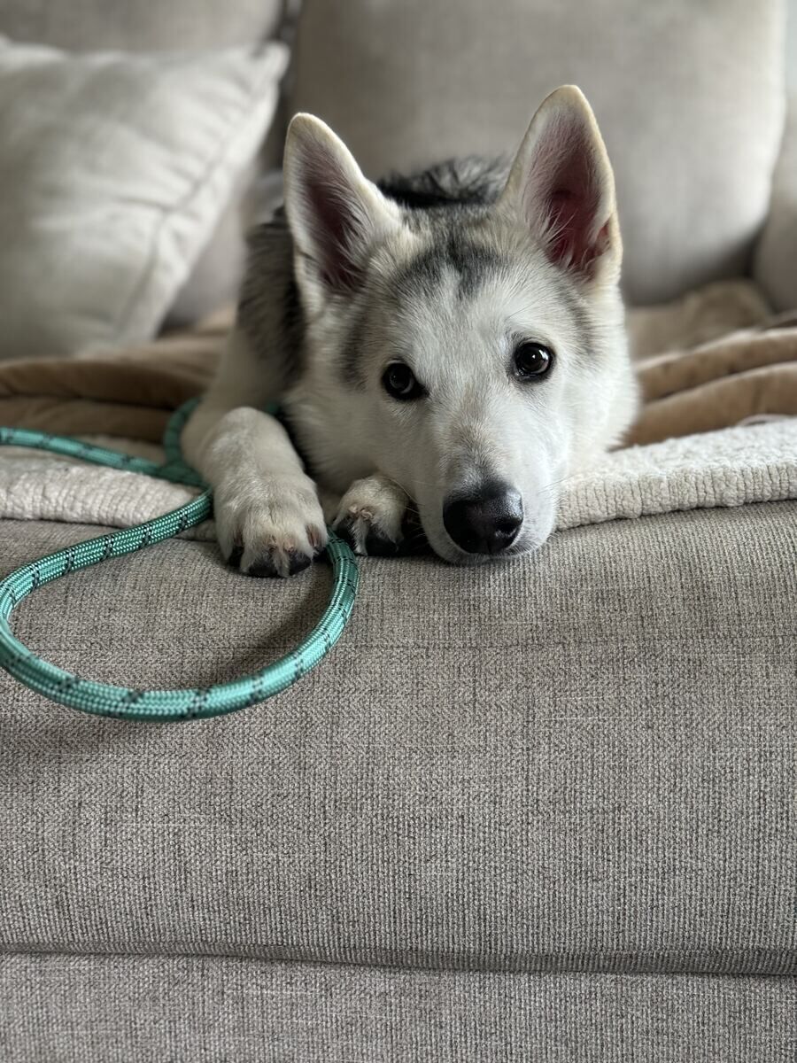 Husky puppy resting its head calmly on the couch during puppy training