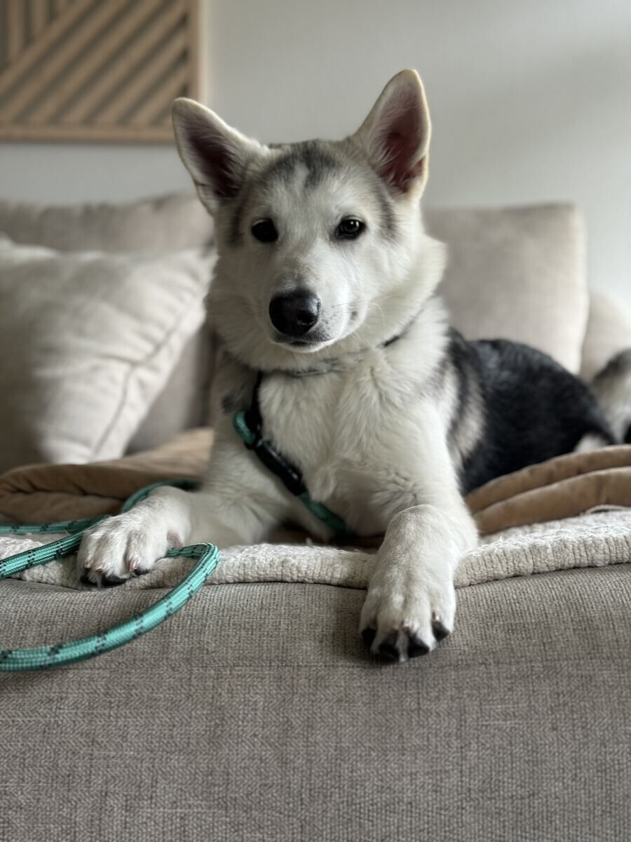 Husky puppy relaxing calmly at home during an in-home training session