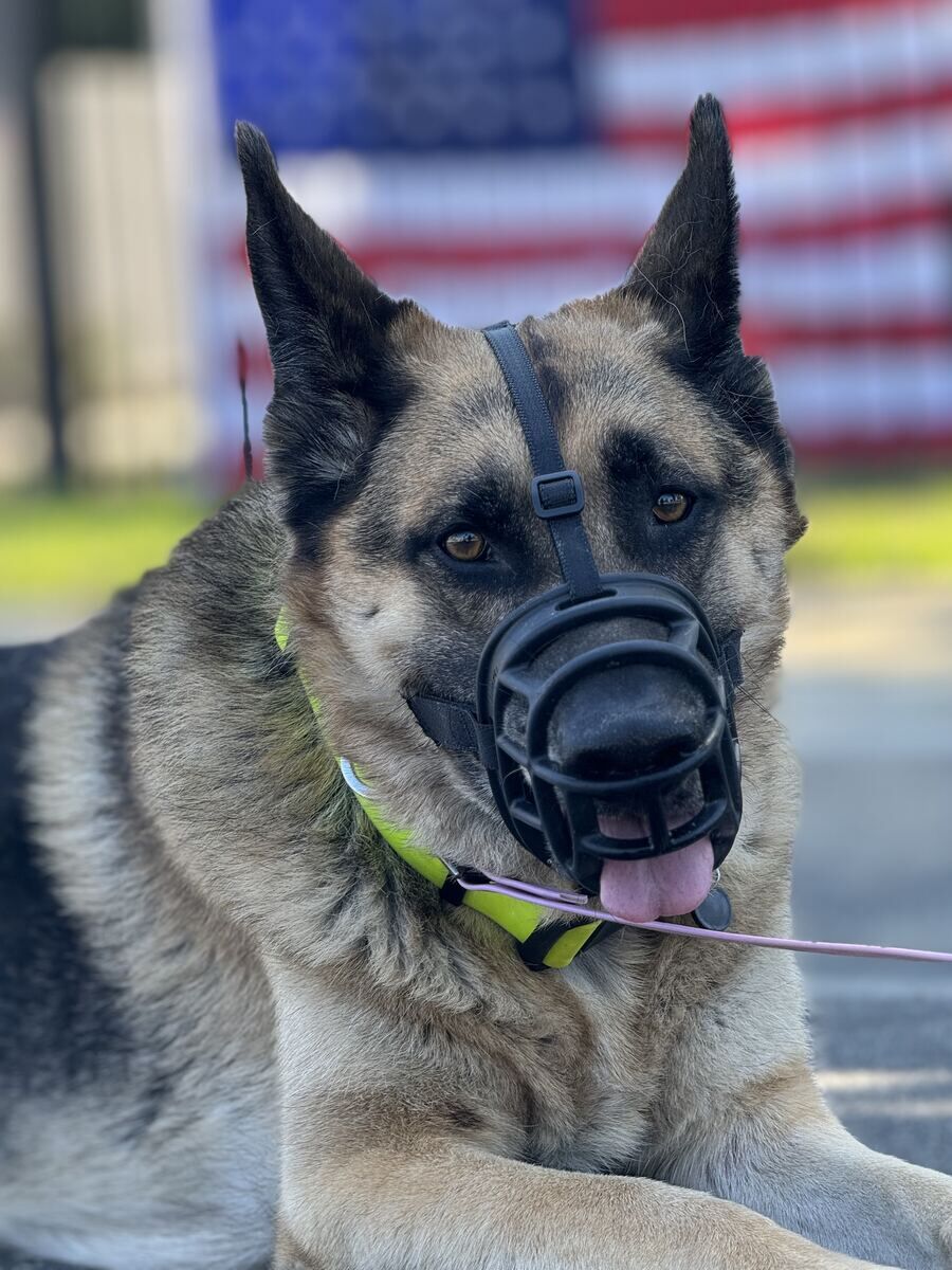 German Shepherd wearing a basket muzzle during a behavior modification training session