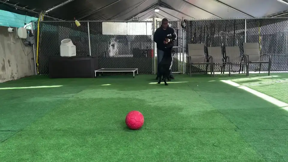 Trainer working with Captain, a black German shepherd