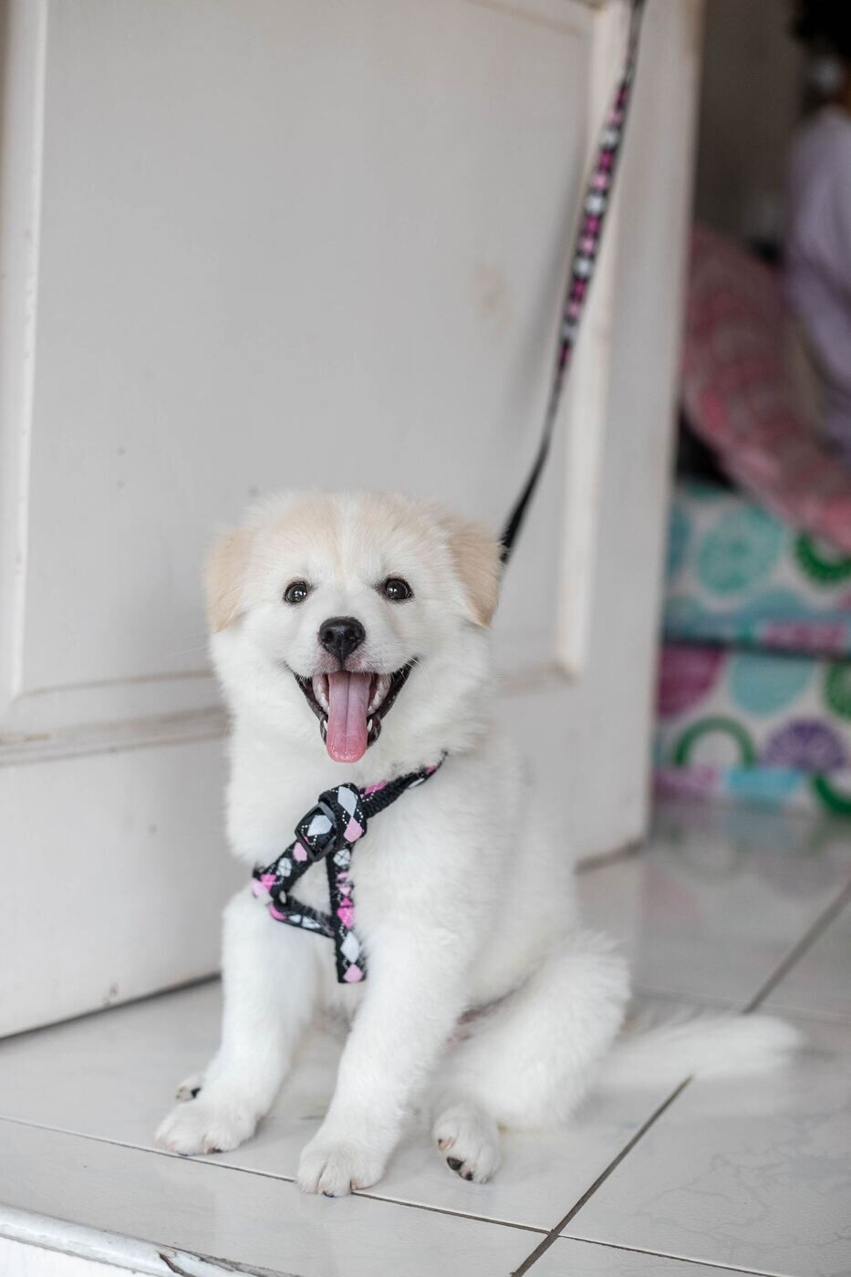 Young puppy wearing a harness during an early leash-introduction session