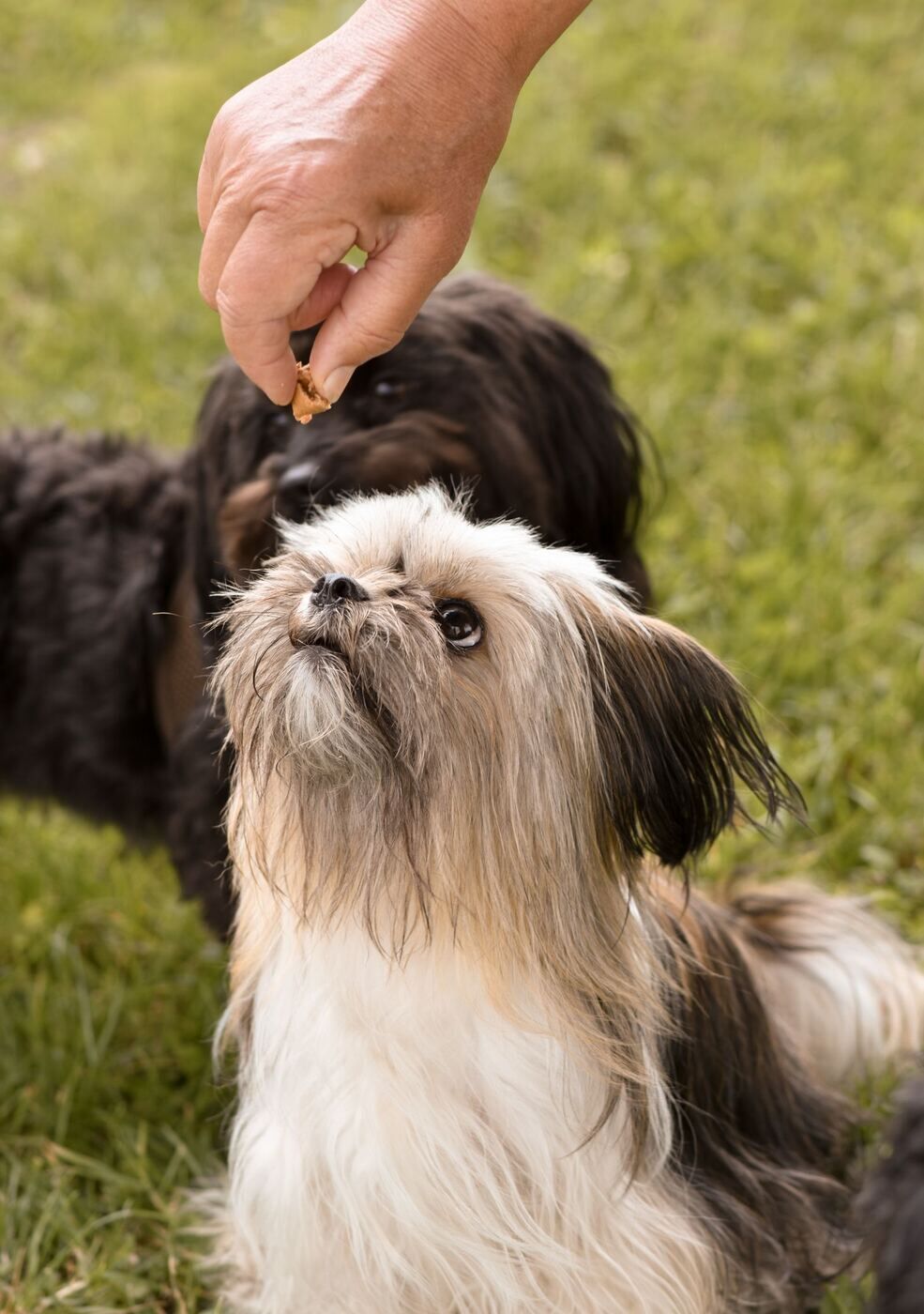 Puppy engaging with a handler for a treat during an early training session