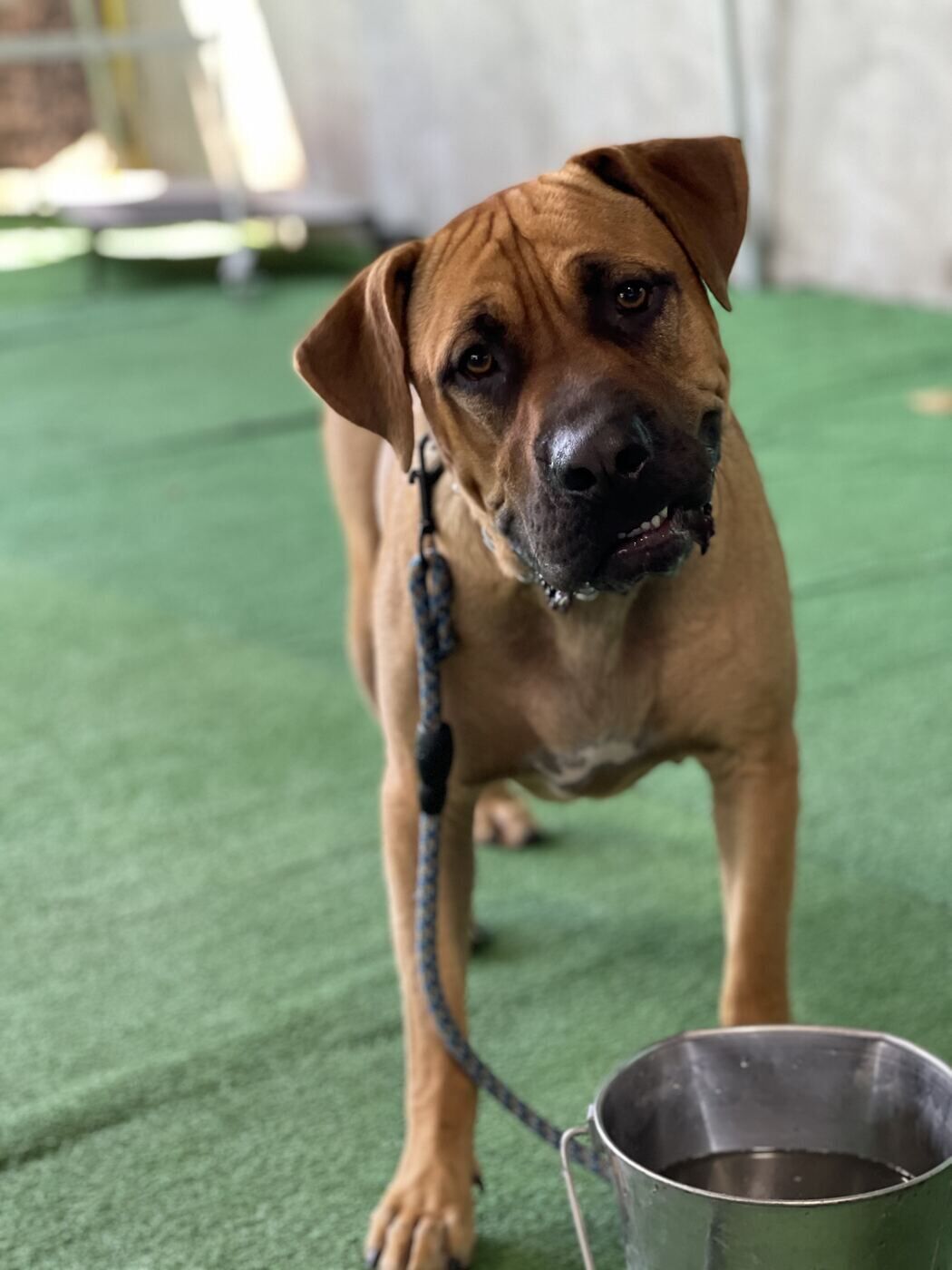 Large mixed-breed dog standing calmly and attentively on leash during a structured behavior training session