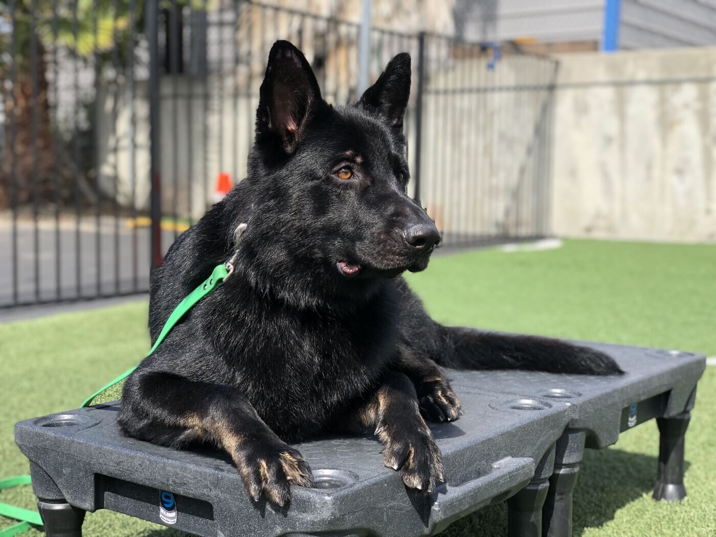 German Shepherd practicing calm place training during a behavior modification session