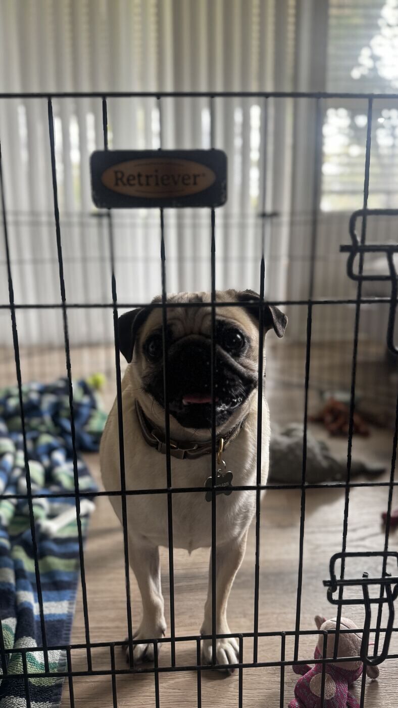 Puppy resting calmly in an open crate at home during crate-manners training