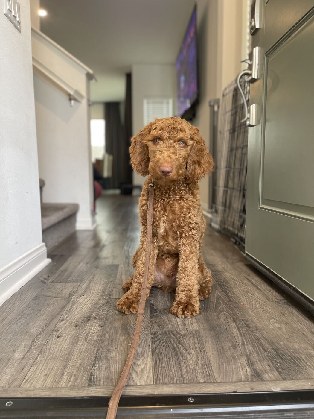 Dog practicing calm door manners indoors during structured behavior training