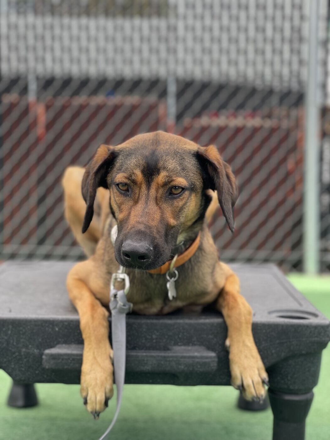Dog holding a down-stay on a place cot during structured behavior training