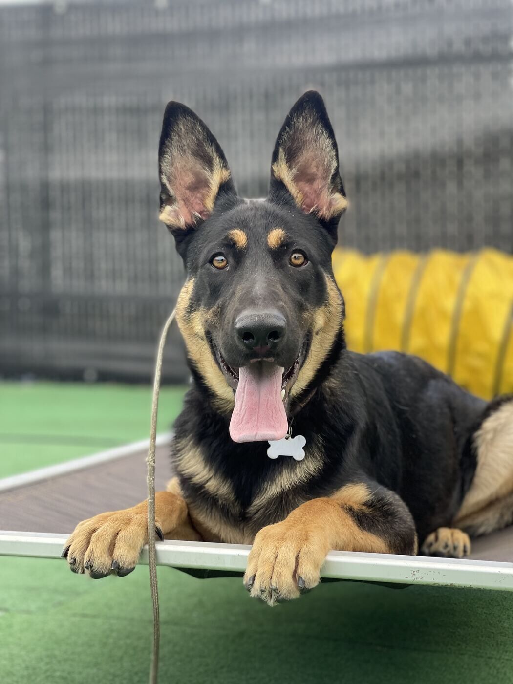 German Shepherd holding a place command on a cot near agility equipment during structured training