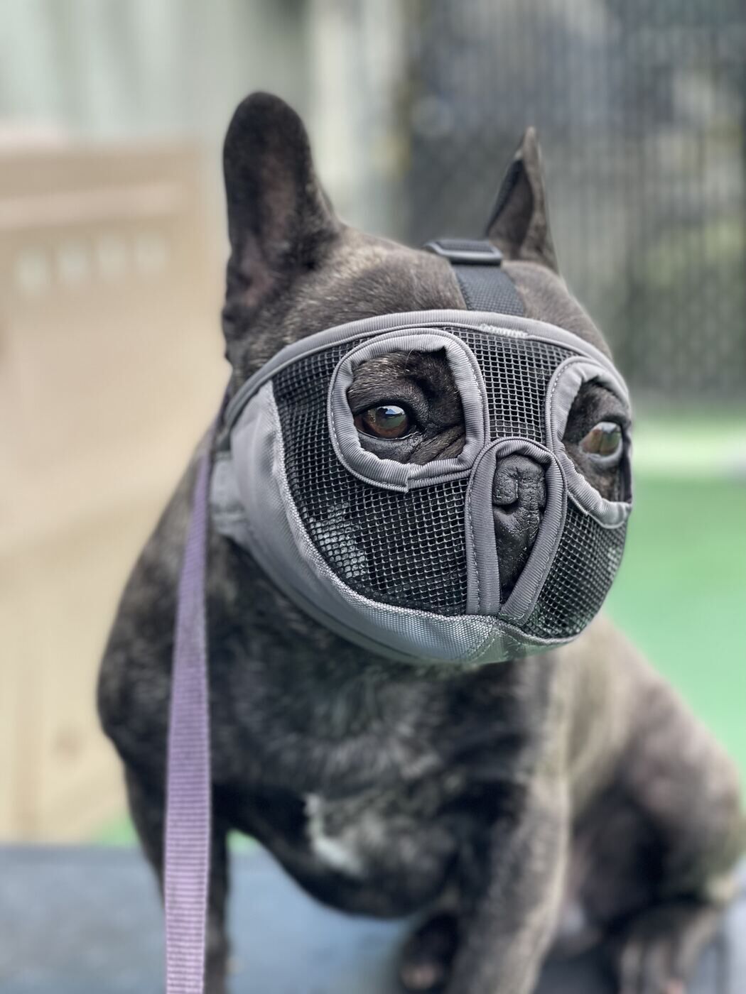 Calm muzzle conditioning session with a French Bulldog during behavior training
