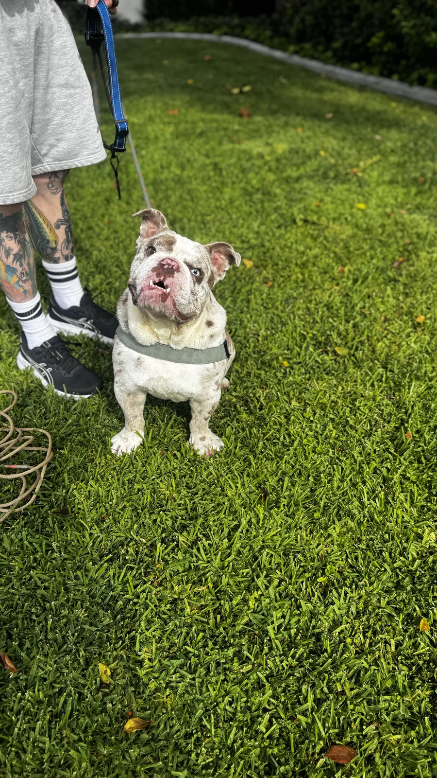 Bulldog looking up toward a handler while on leash