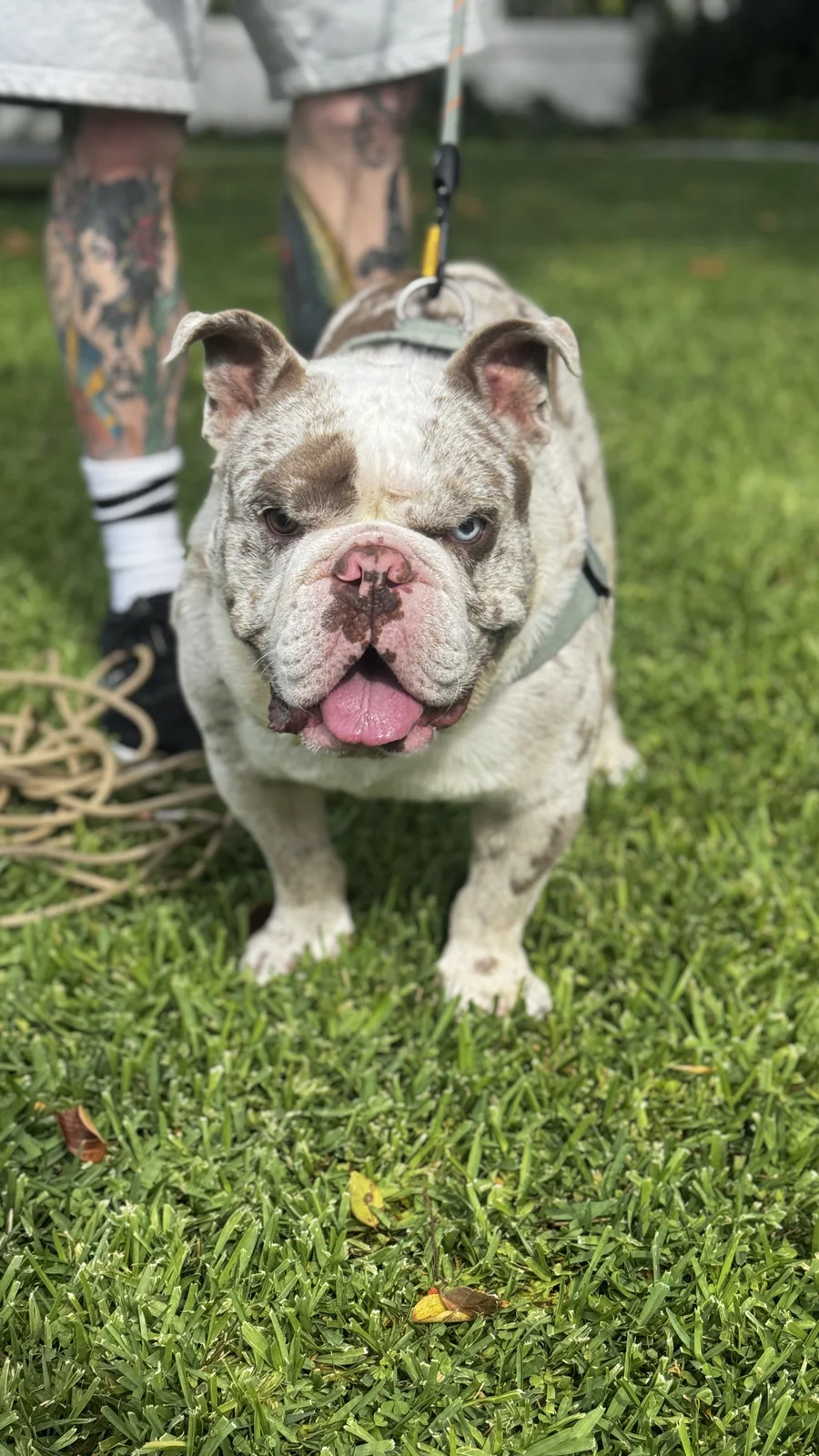Bulldog standing calmly on leash in the grass