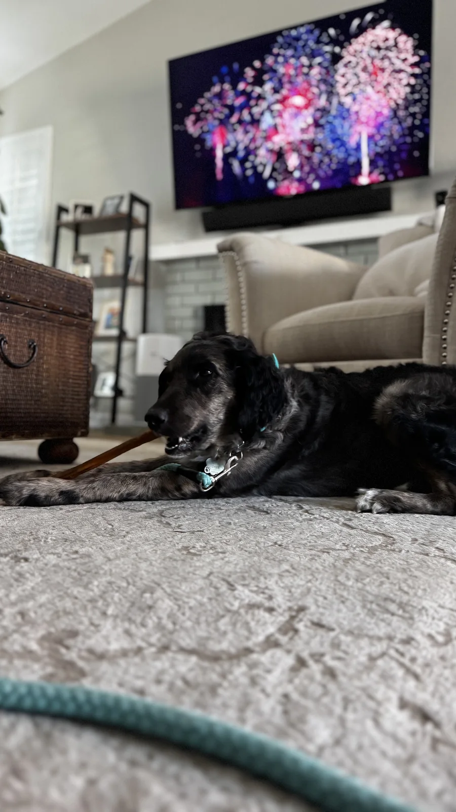 Black dog settling calmly on a rug indoors