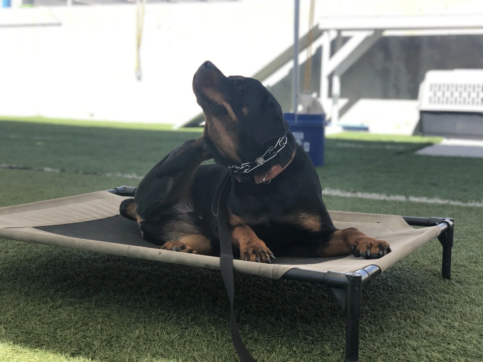 Rottweiler holding place on a raised training cot