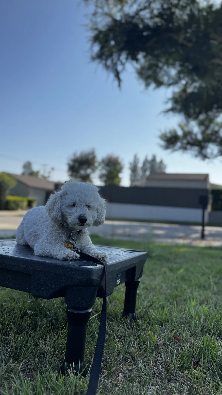 Small white dog holding place on a raised platform outdoors