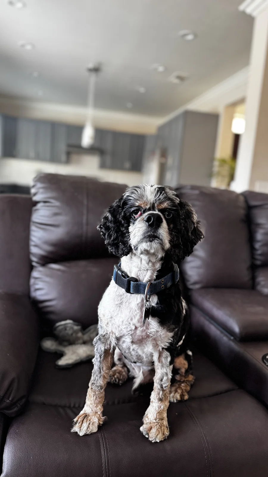Black and white spaniel sitting calmly on a couch