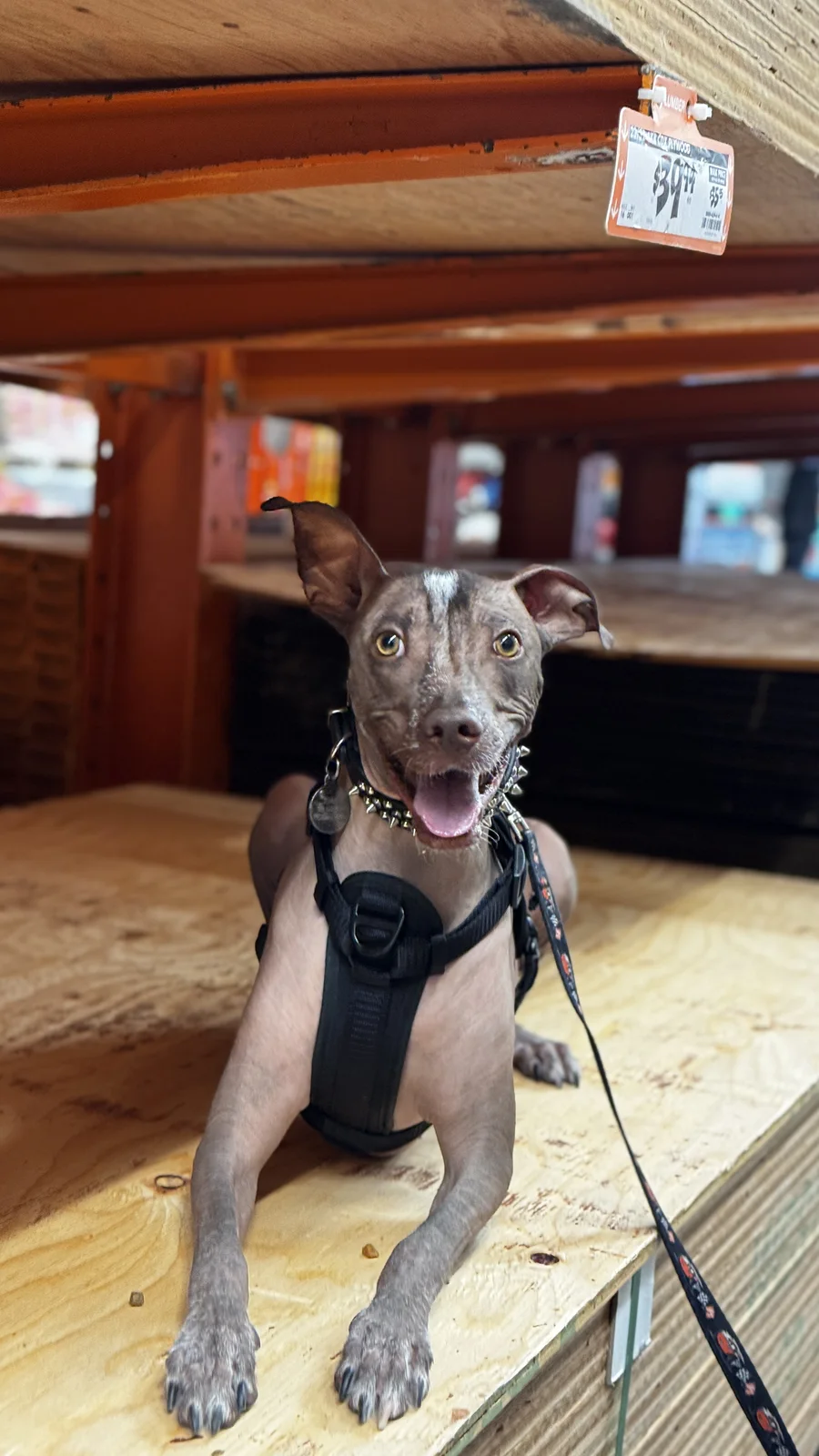 Young dog holding a down position on leash in a public setting
