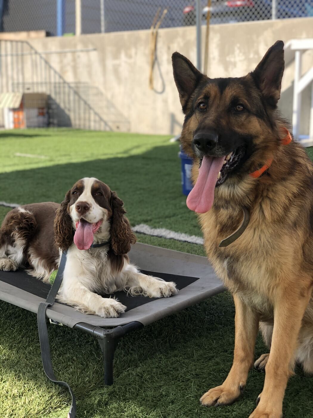 Dogs holding place command