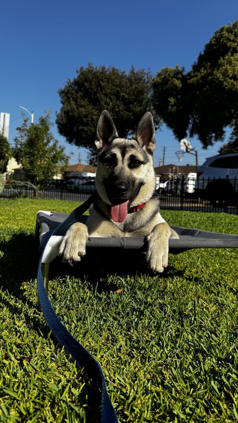Dog doing place training in a front yard during structured behavior work