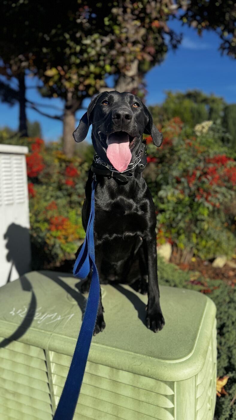 Dog holding a sit-stay in a garden during a controlled behavior training session
